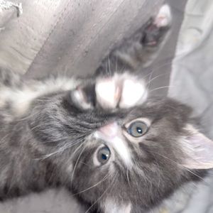 Meet your Posher, Nina